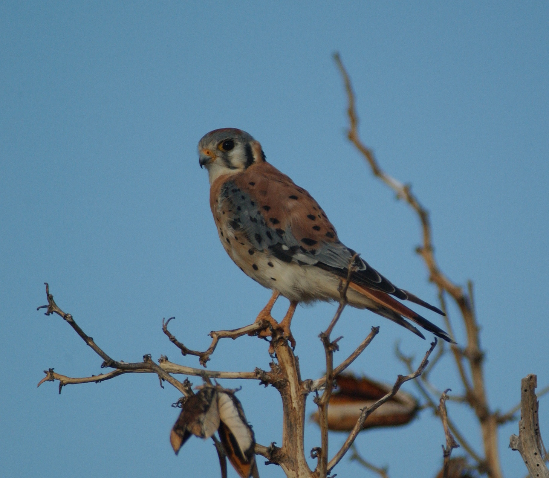 American Kestrel.jpg