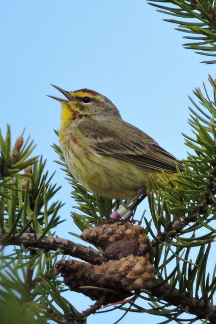 100_2015PalmWarbler_photo_WVOX copy 5.jpeg