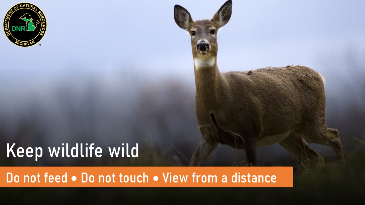 Keep Wildlife Wild graphic.jpg