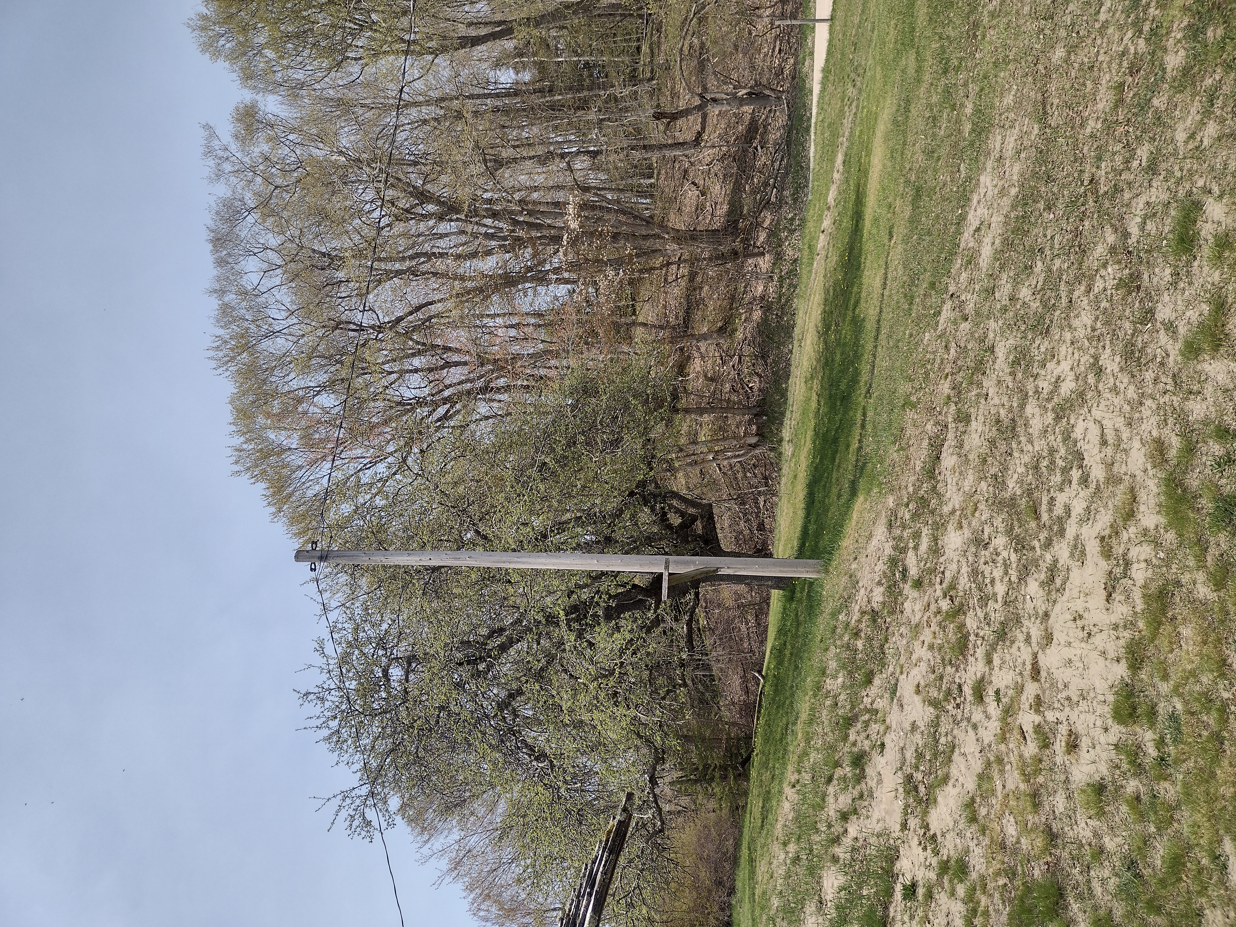 Apple tree beside Beaver Head Lighthouse